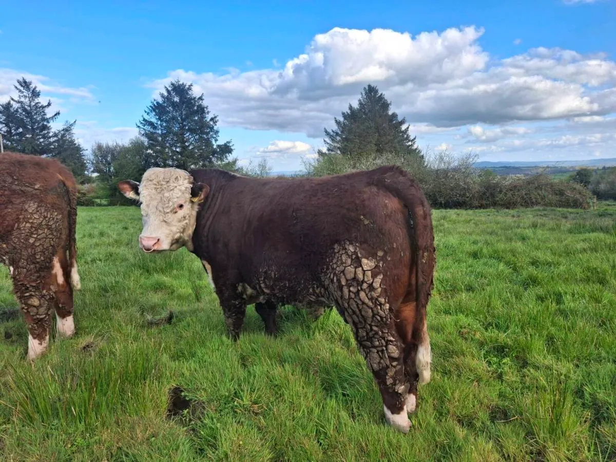 Hereford Bull PBR - Image 2