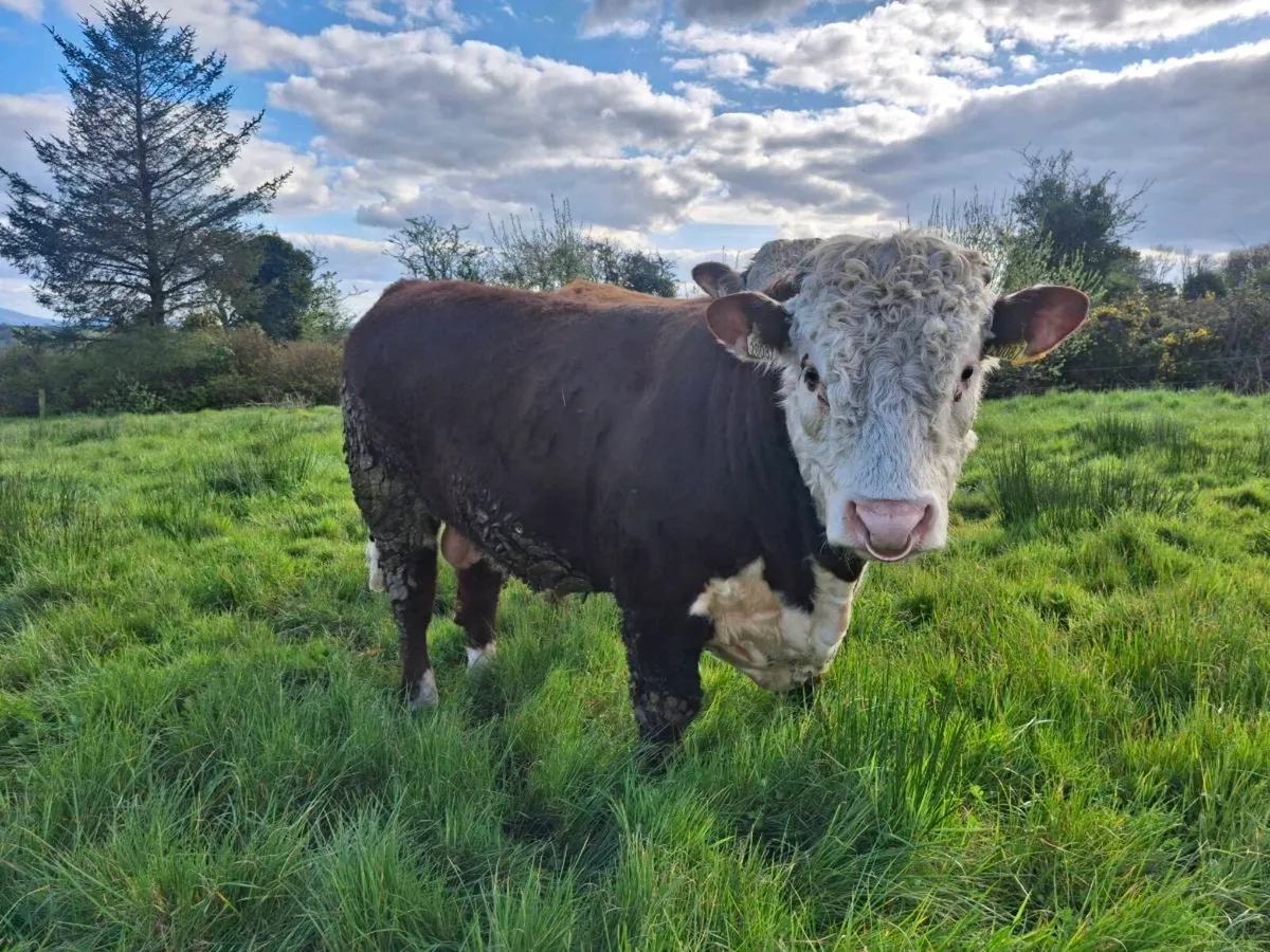 Hereford Bull PBR - Image 3