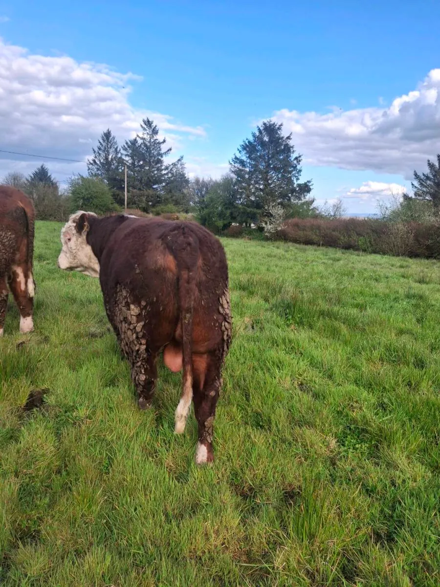 Hereford Bull PBR - Image 4