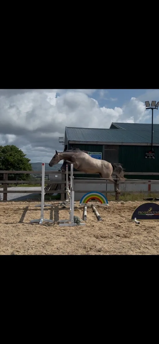 3yr old colt zirroco blue - Image 1