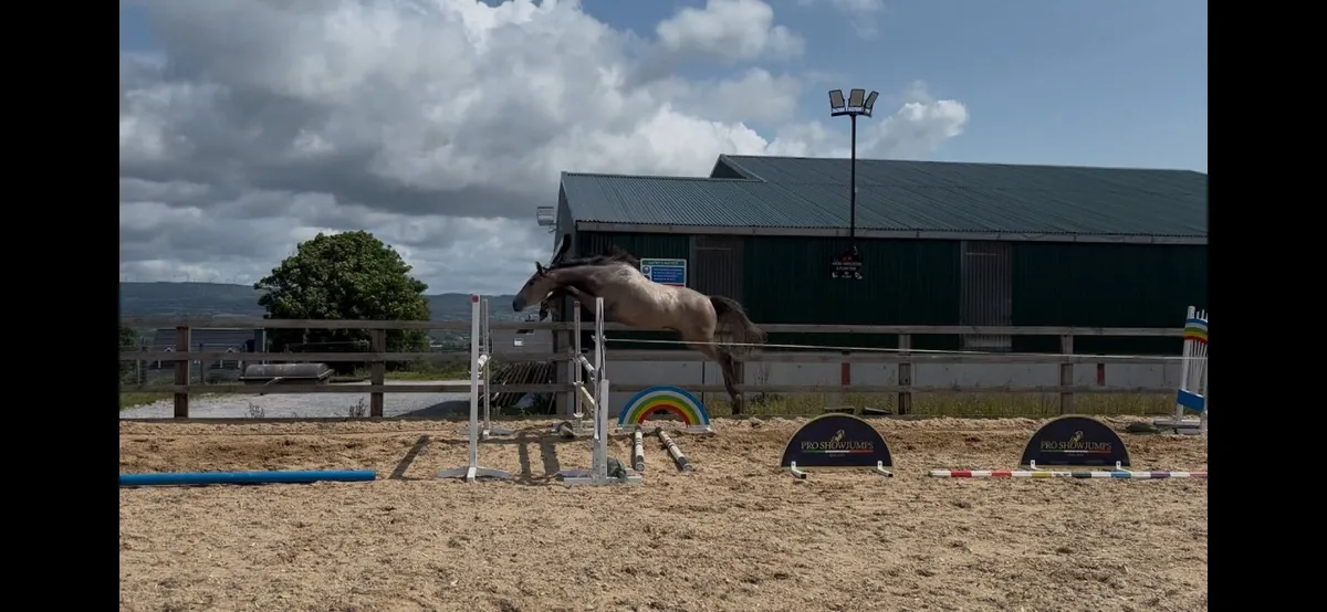 3yr old colt zirroco blue - Image 2