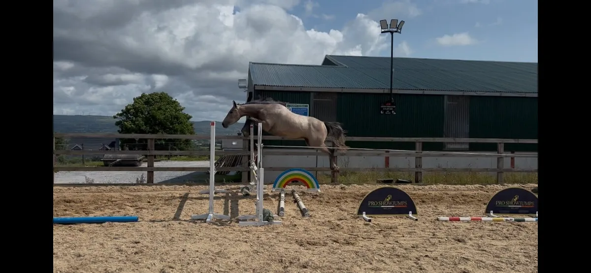 3yr old colt zirroco blue - Image 3