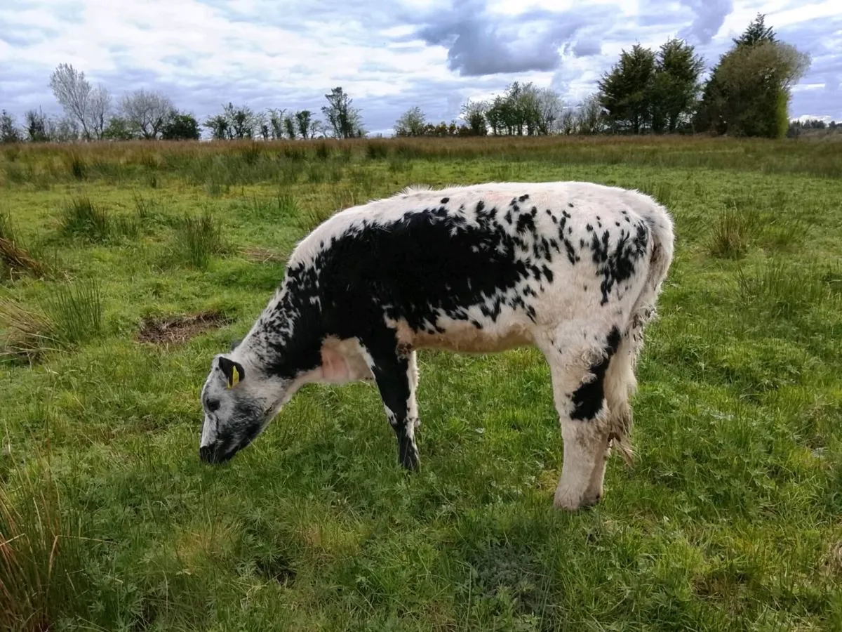 Droimeann cattle - Image 1