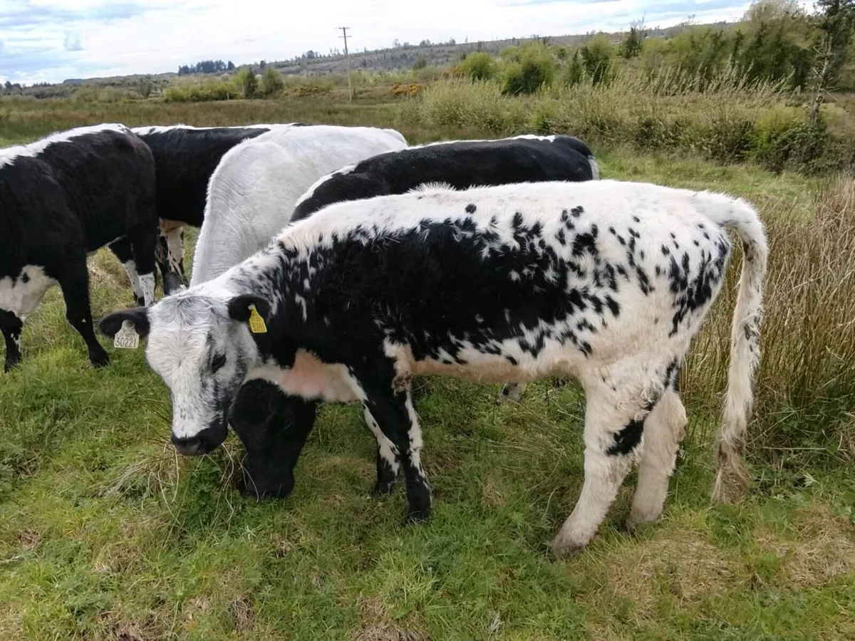 Droimeann cattle - Image 2
