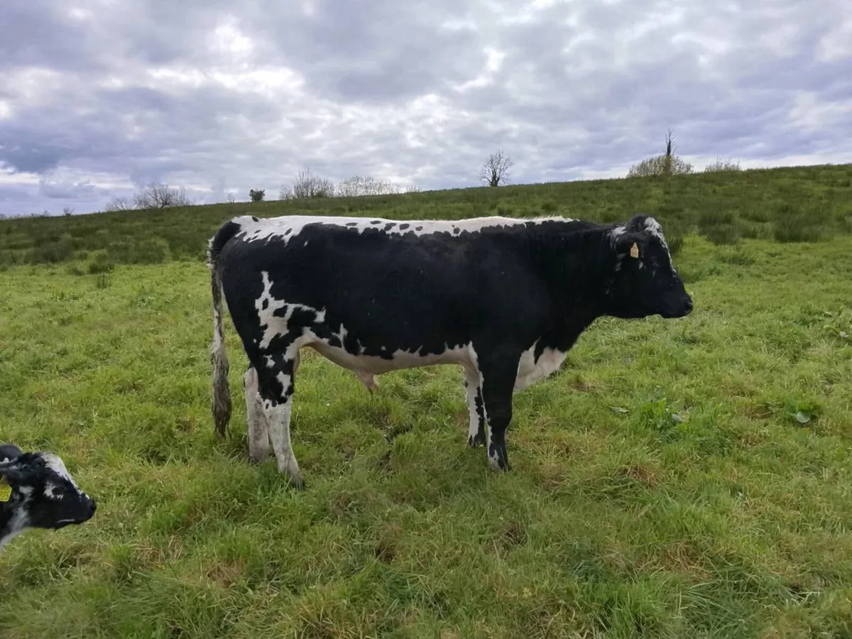 Droimeann cattle - Image 3