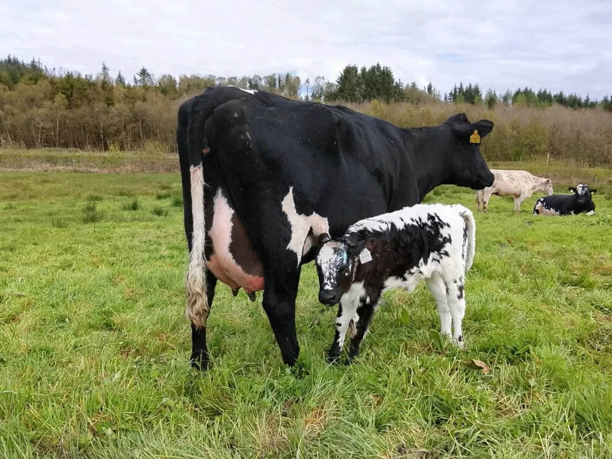 Droimeann cattle - Image 4