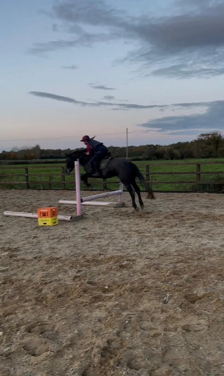 4yo Irish draught - Image 4