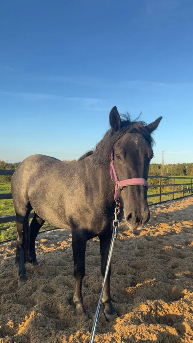 4yo Irish draught - Image 1