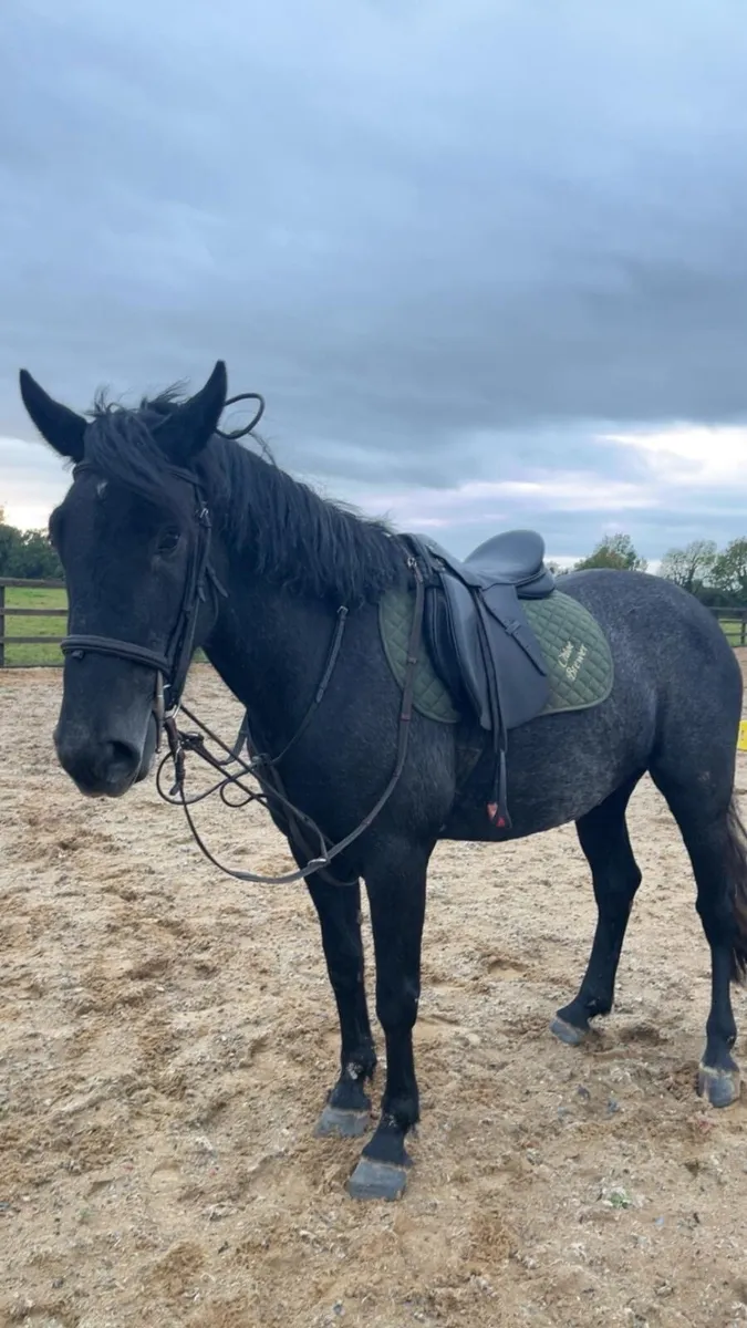 4yo Irish draught - Image 2