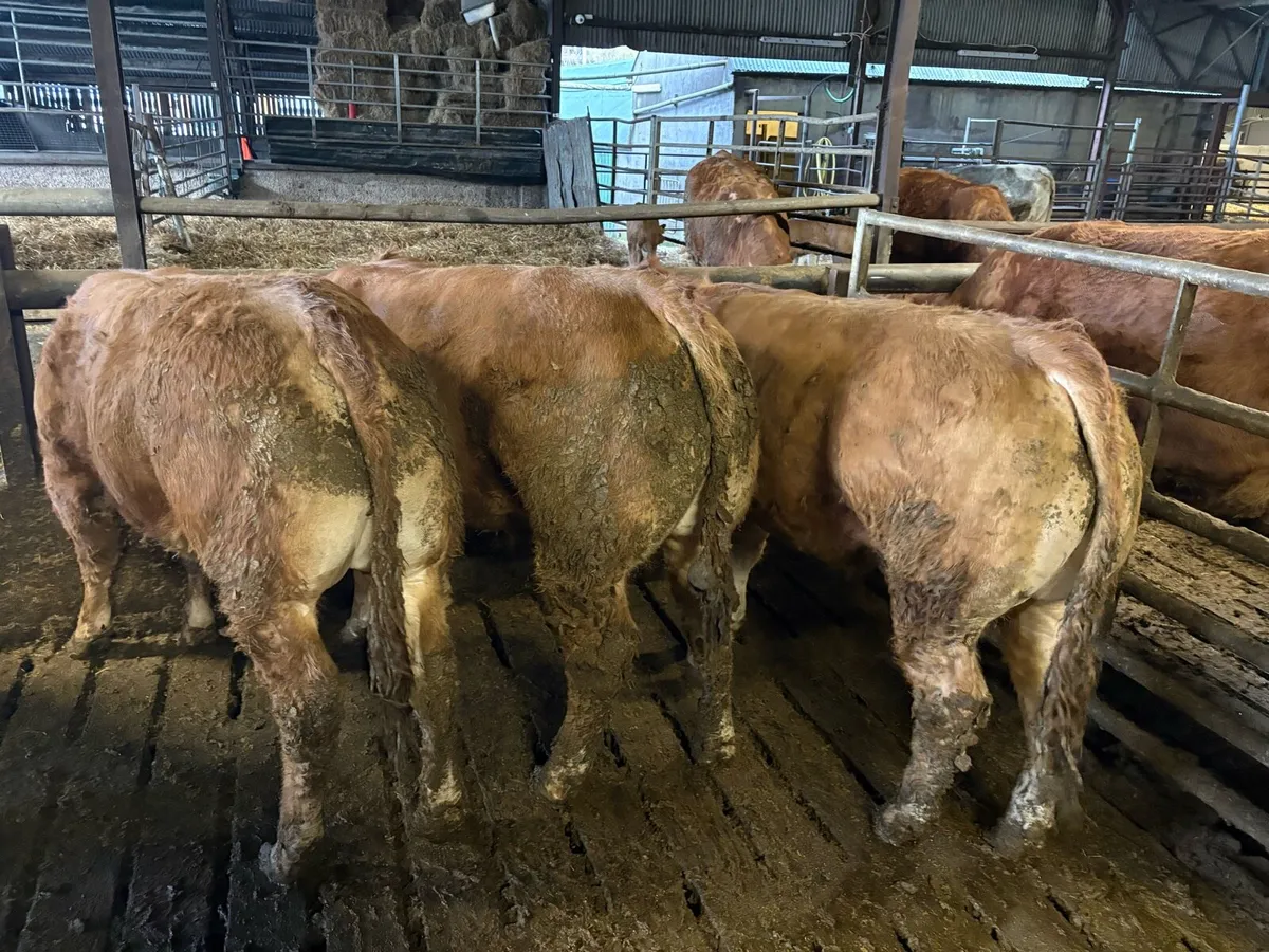 Pedigree Limousin 5* Bulls - Image 1