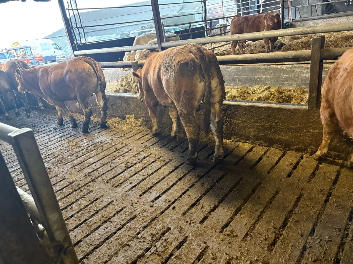 Pedigree Limousin 5* Bulls - Image 3