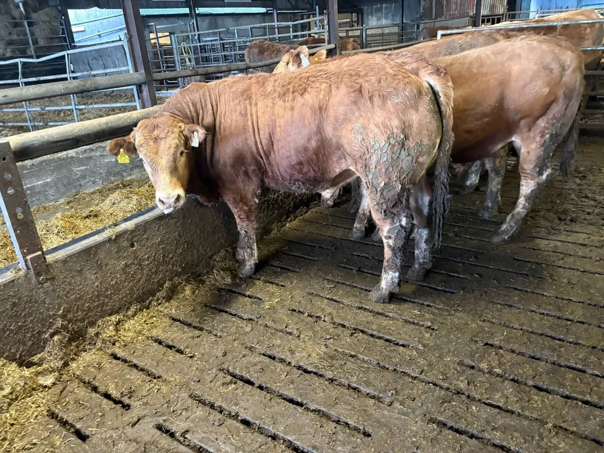 Pedigree Limousin 5* Bulls - Image 4