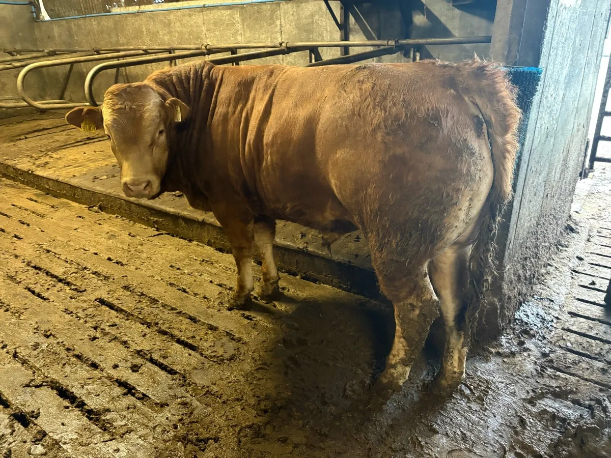 Pedigree Limousin 5* Bulls - Image 2