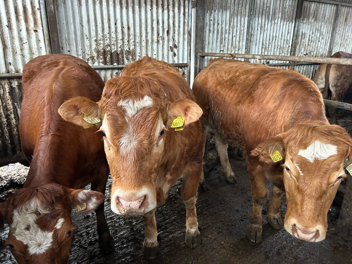 BREEDING HEIFERS - Image 3