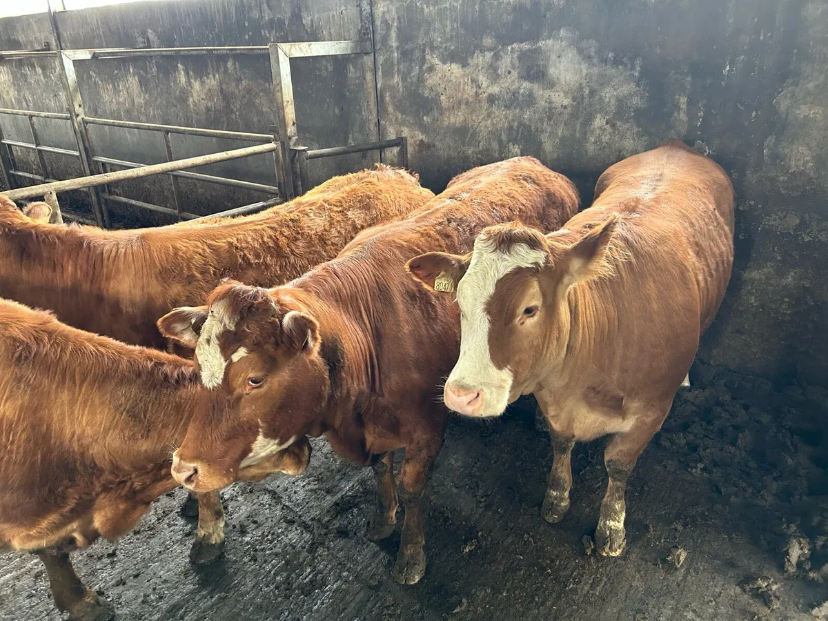 BREEDING HEIFERS - Image 1