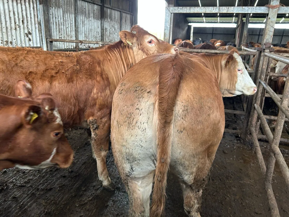 BREEDING HEIFERS - Image 2