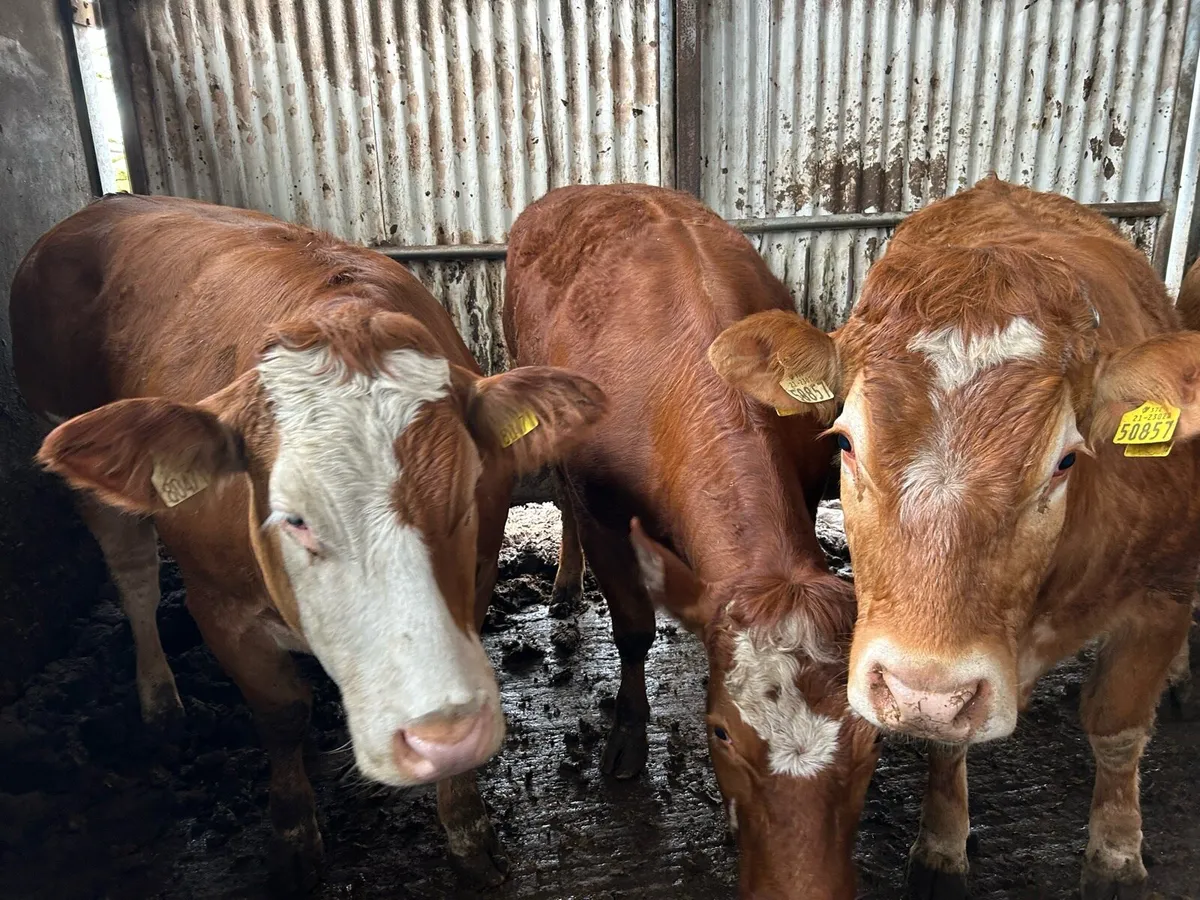 BREEDING HEIFERS - Image 4