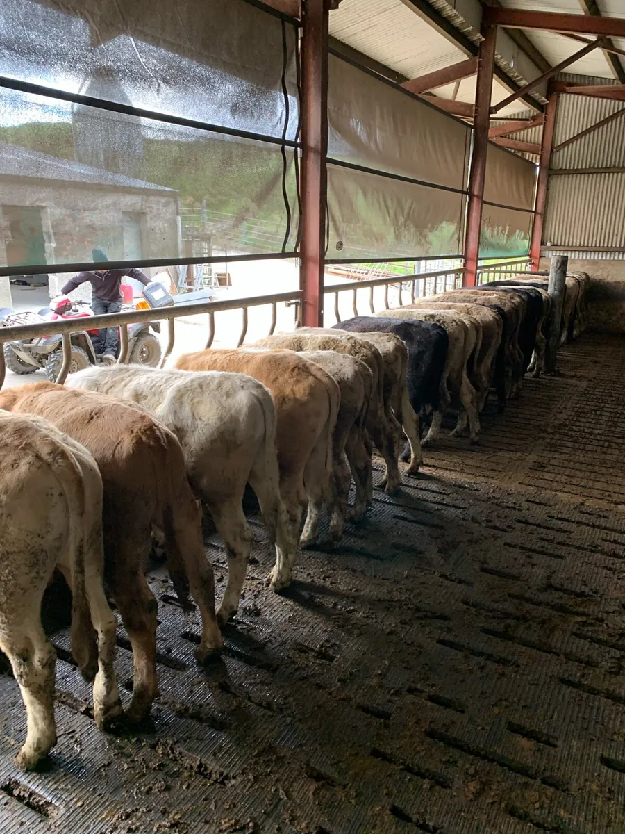 Angus and charolais Bullocks - Image 2