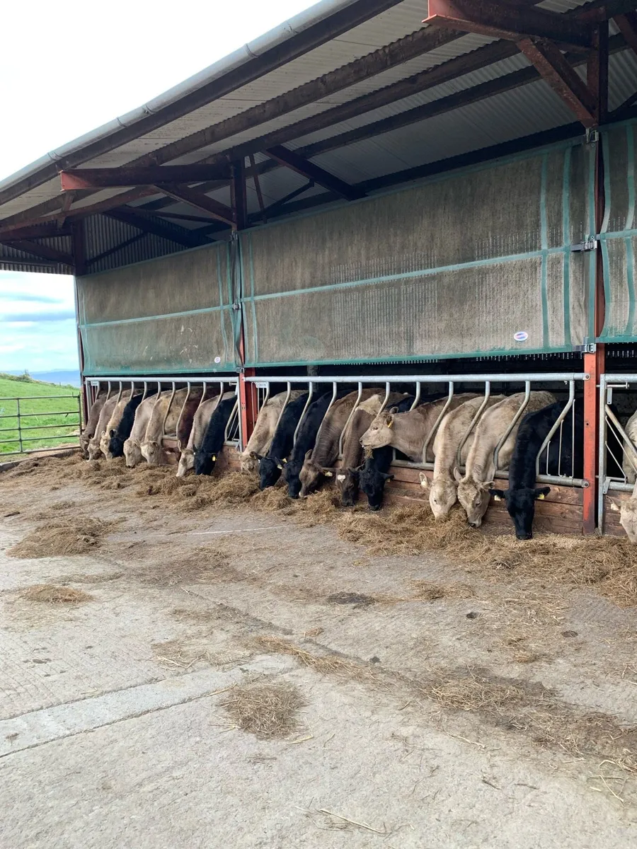 Angus and charolais Bullocks - Image 1
