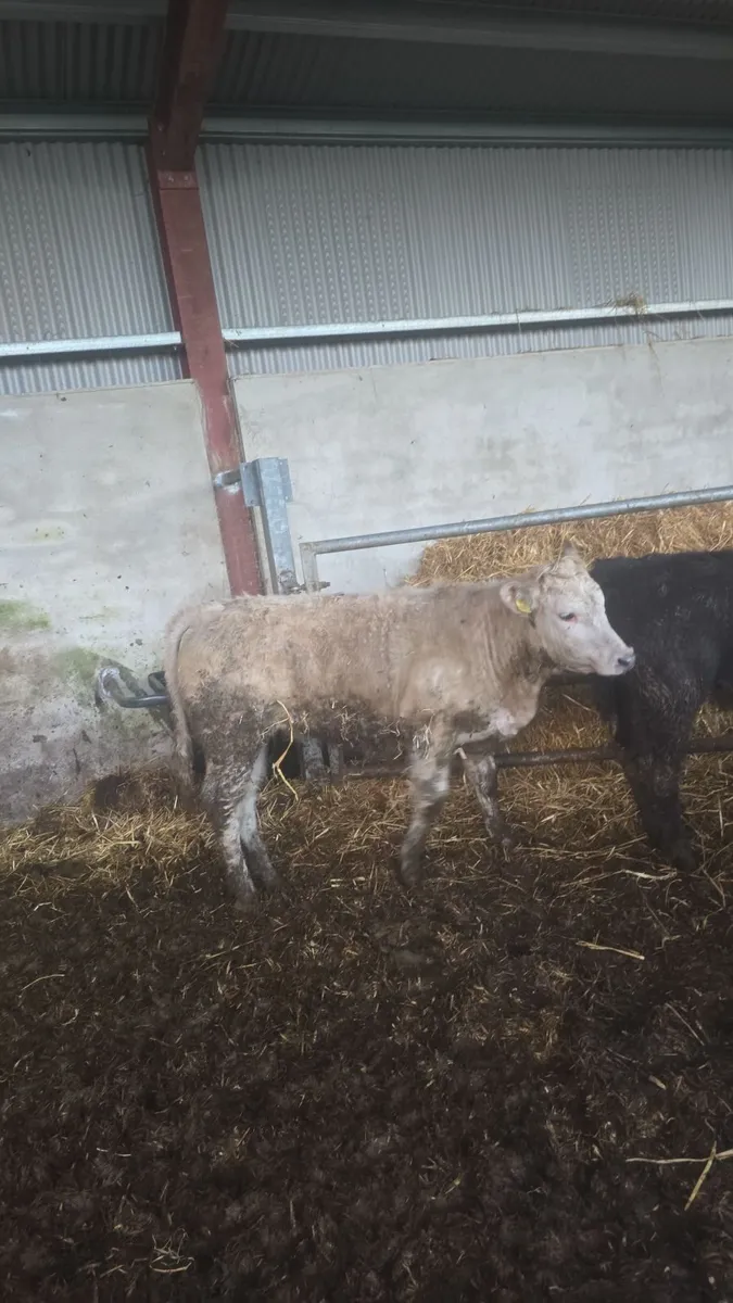 Weanling hefiers - Image 3