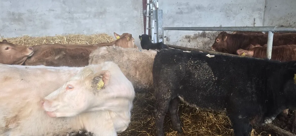 Weanling hefiers - Image 2