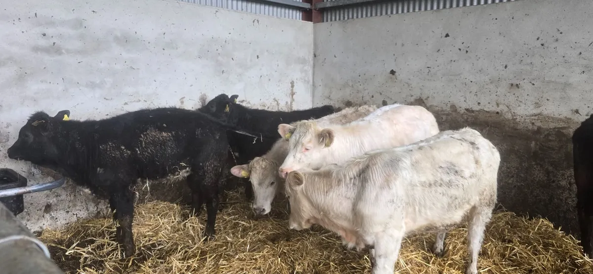 Weanling hefiers - Image 4