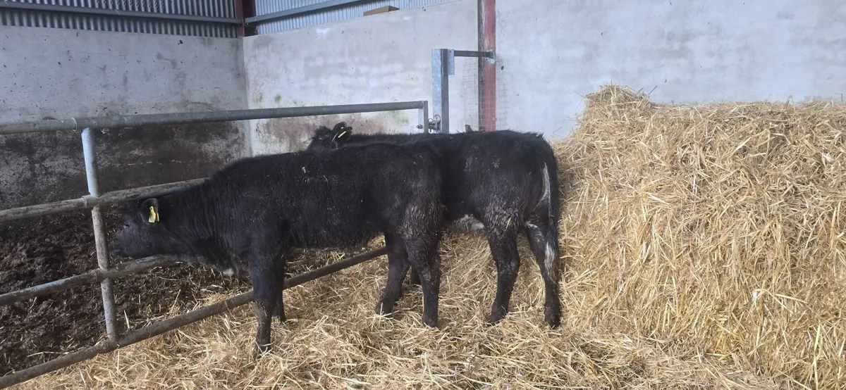 Weanling hefiers - Image 1