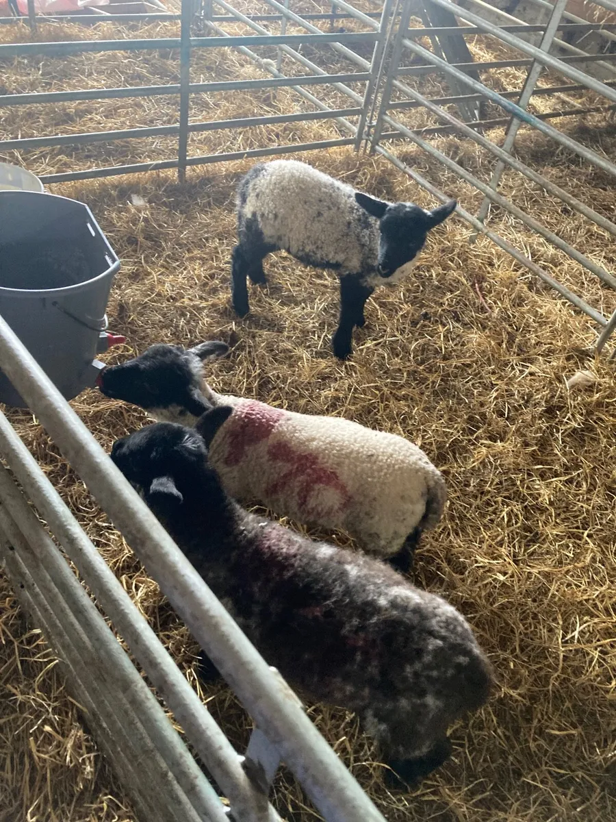 Pet Lambs - Image 1