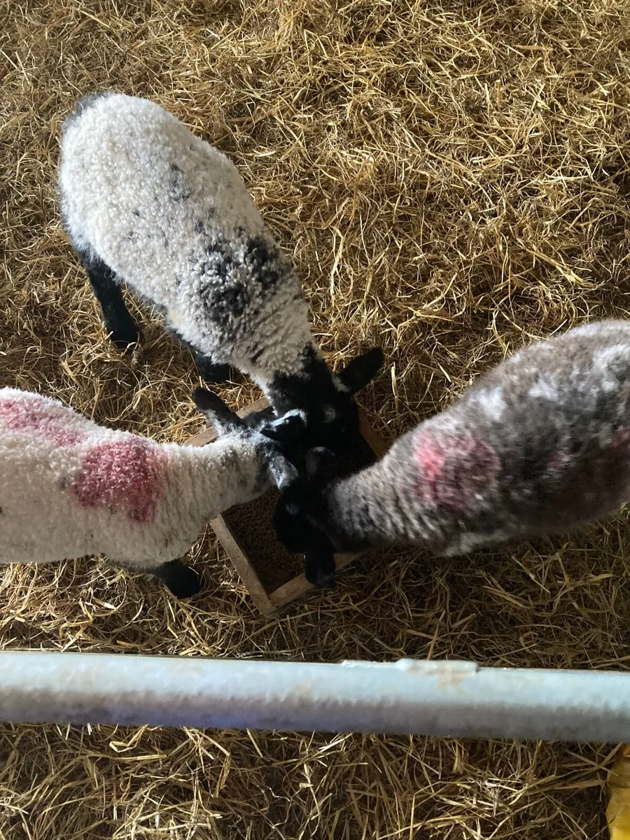 Pet Lambs - Image 2