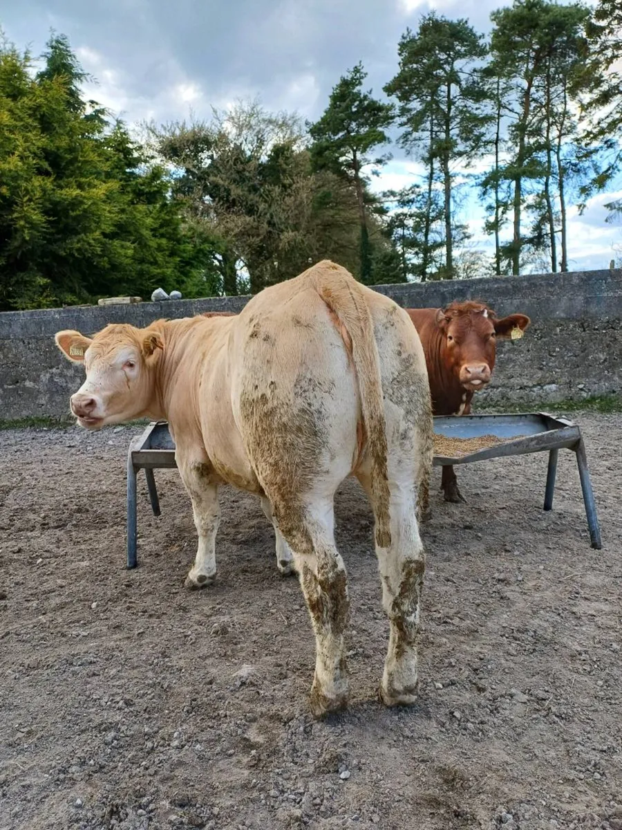 3 maiden heifers - Image 1
