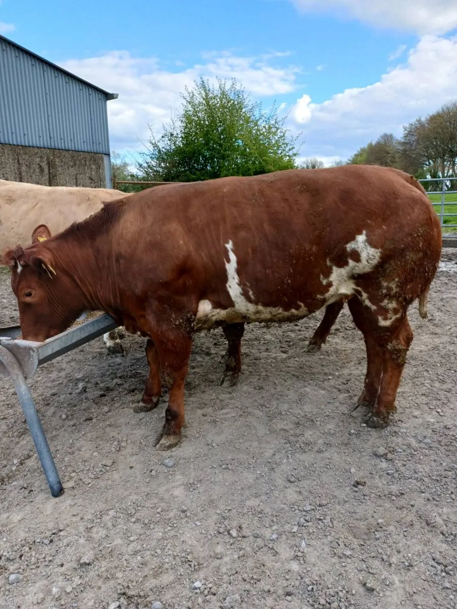 3 maiden heifers - Image 2
