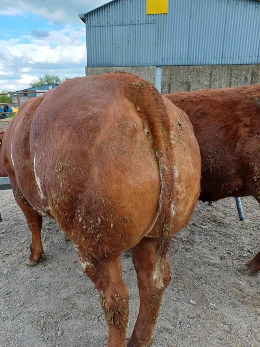3 maiden heifers - Image 3