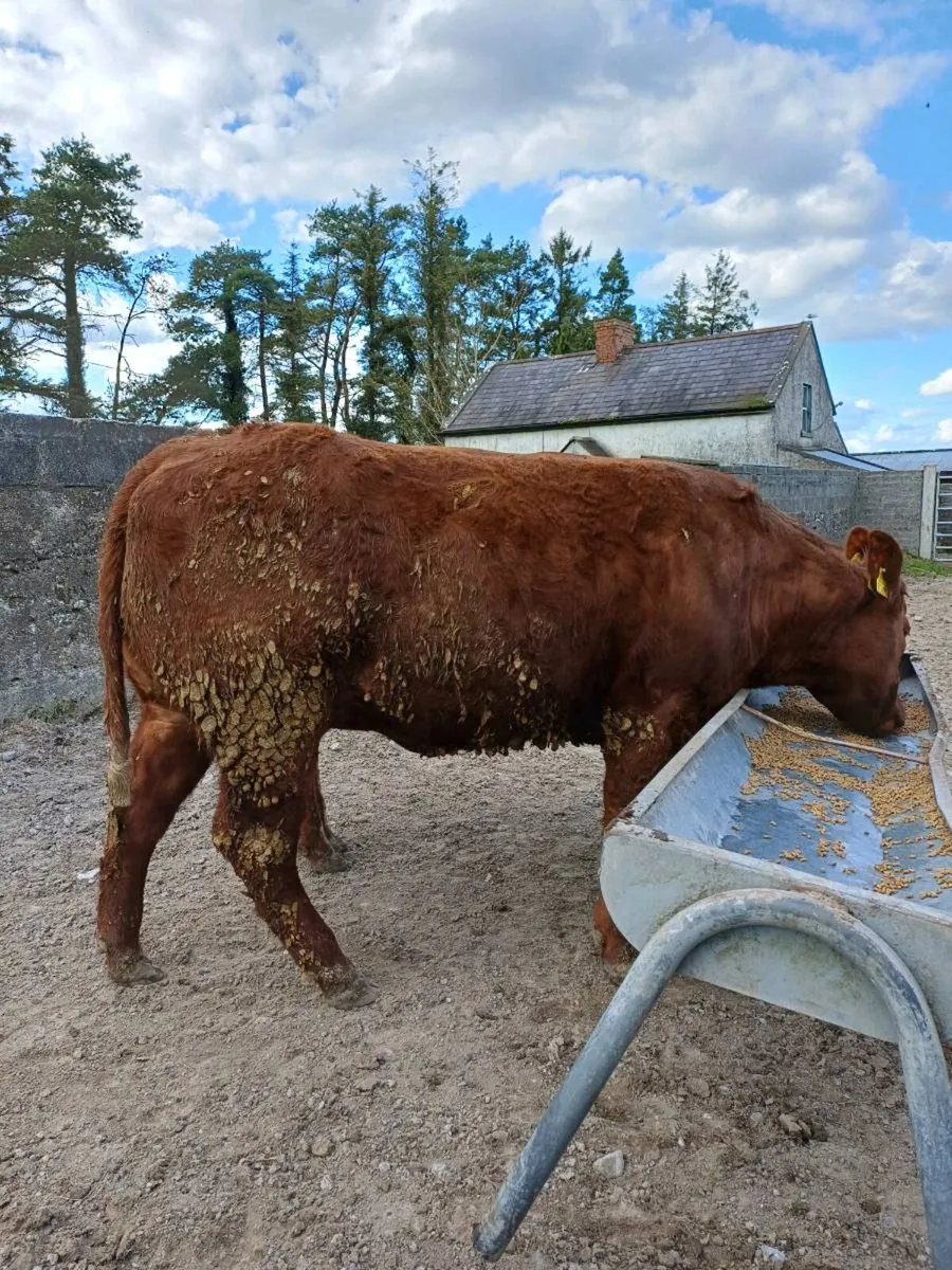 3 maiden heifers - Image 4