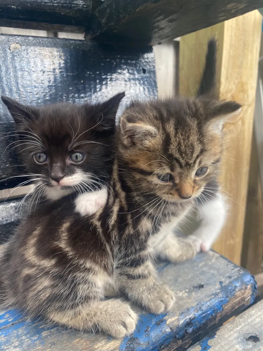 Kittens - Image 1