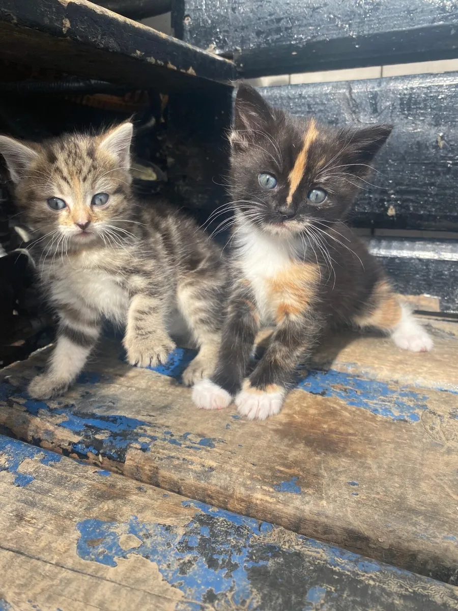 Kittens - Image 2