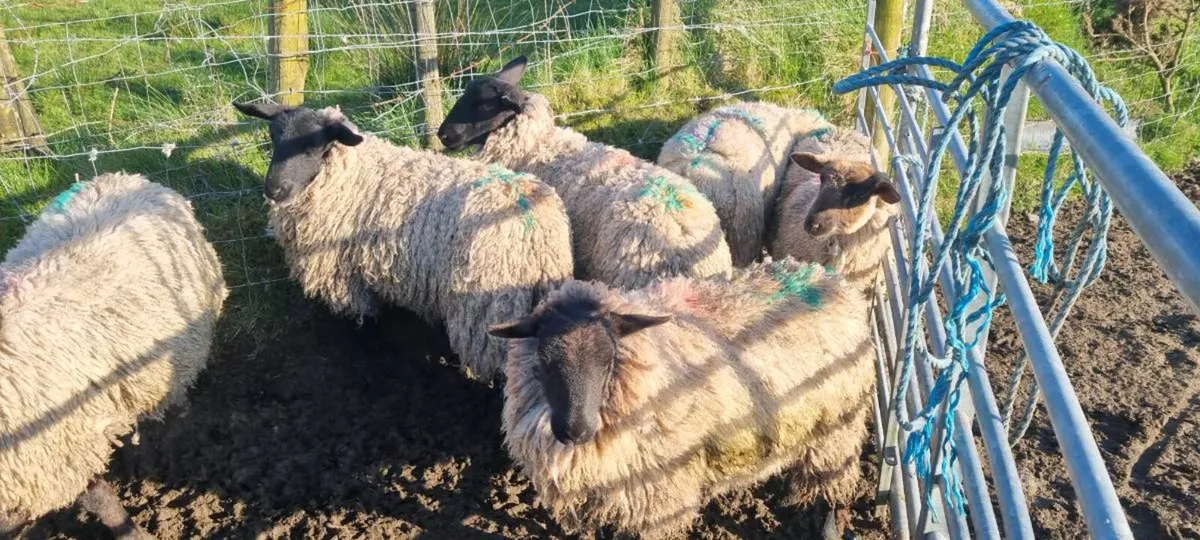 7 ewe hoggets - Image 4