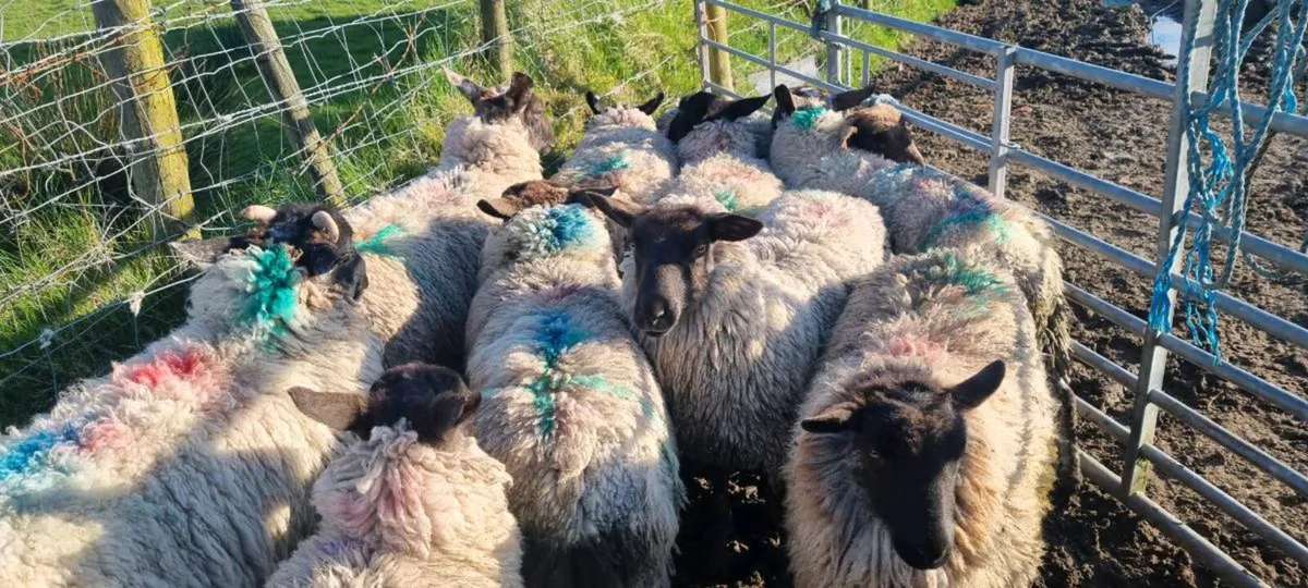 7 ewe hoggets - Image 1