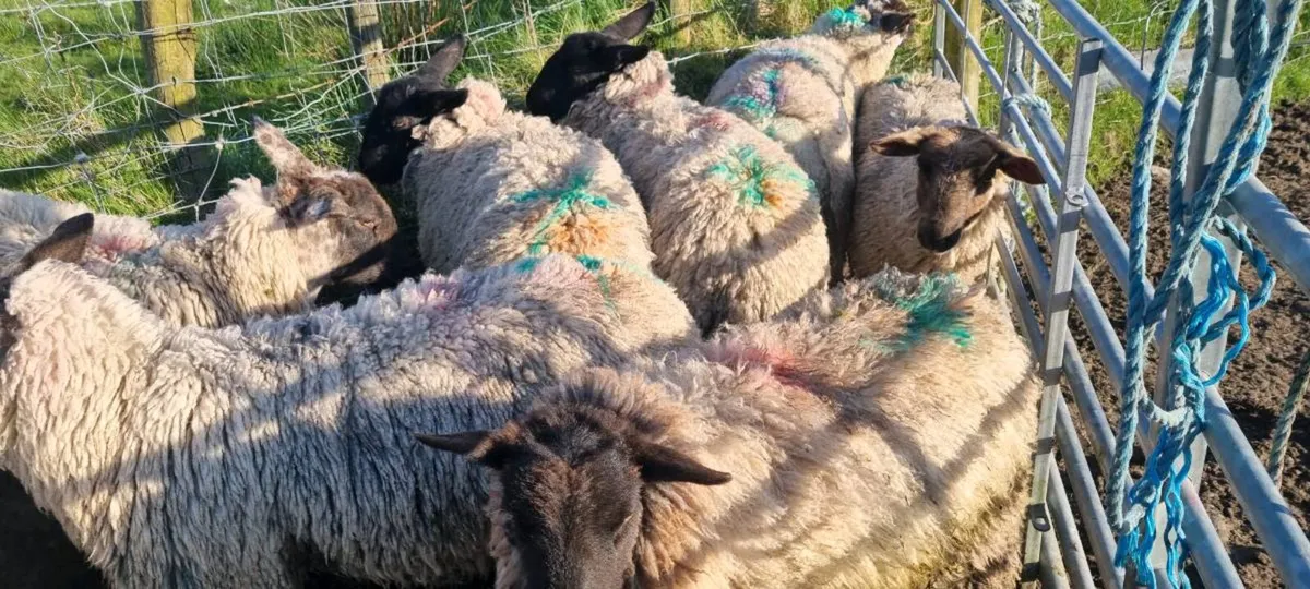 7 ewe hoggets - Image 2