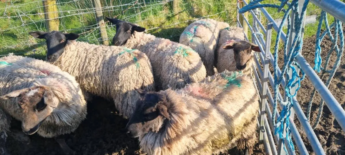 7 ewe hoggets - Image 3