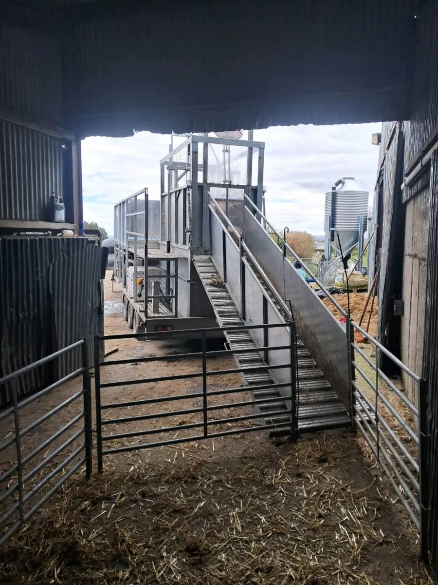Sheep plunge dipping service - Image 1