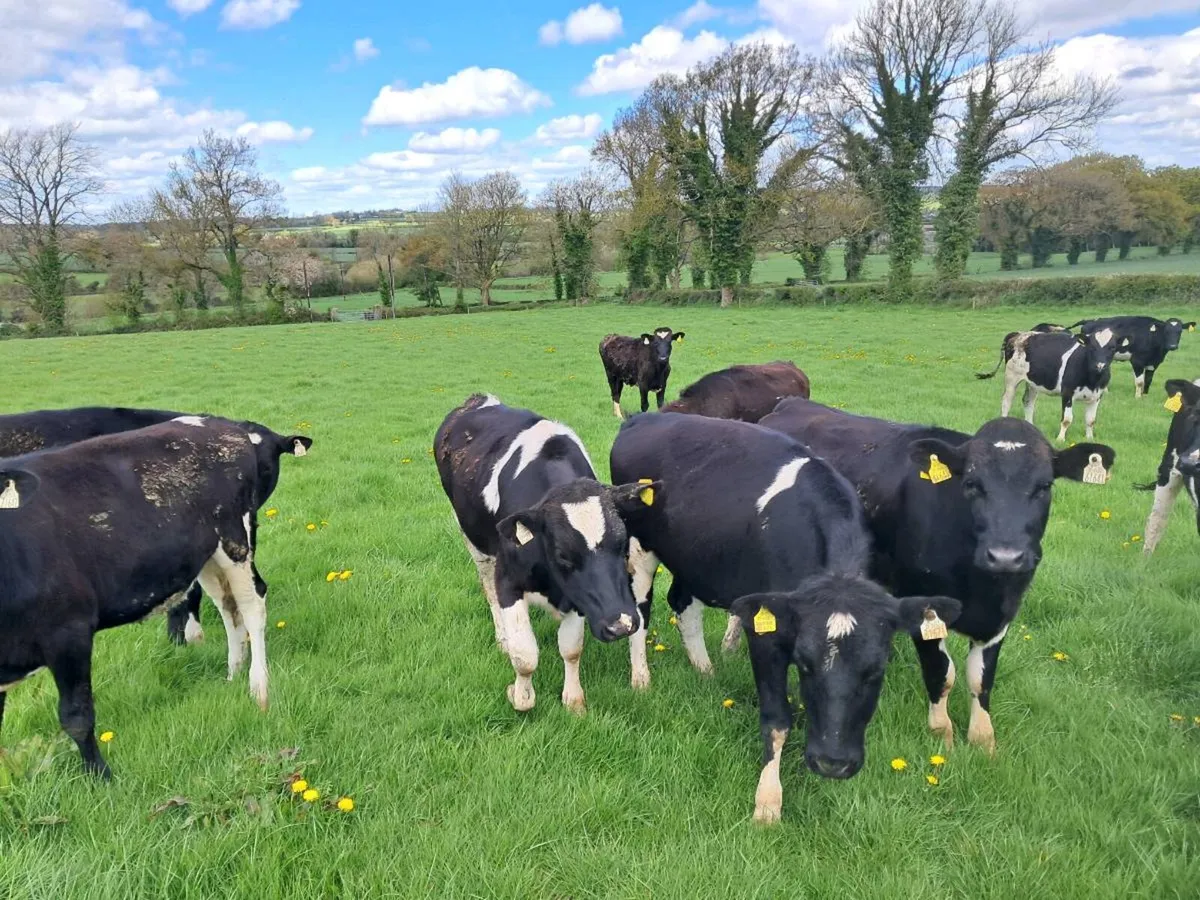 Friesian heifers - Image 1