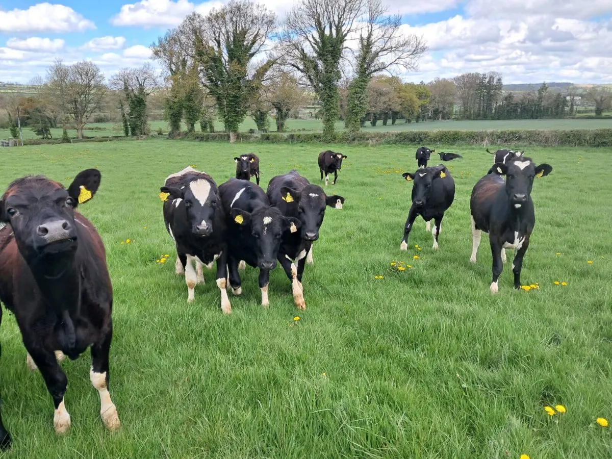 Friesian heifers - Image 2
