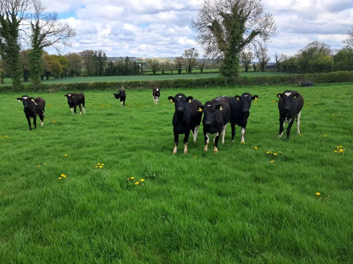 Friesian heifers - Image 3