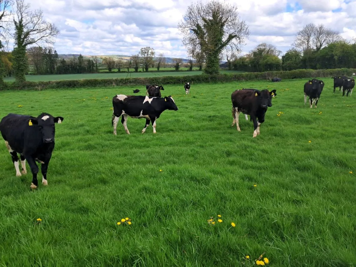 Friesian heifers - Image 4