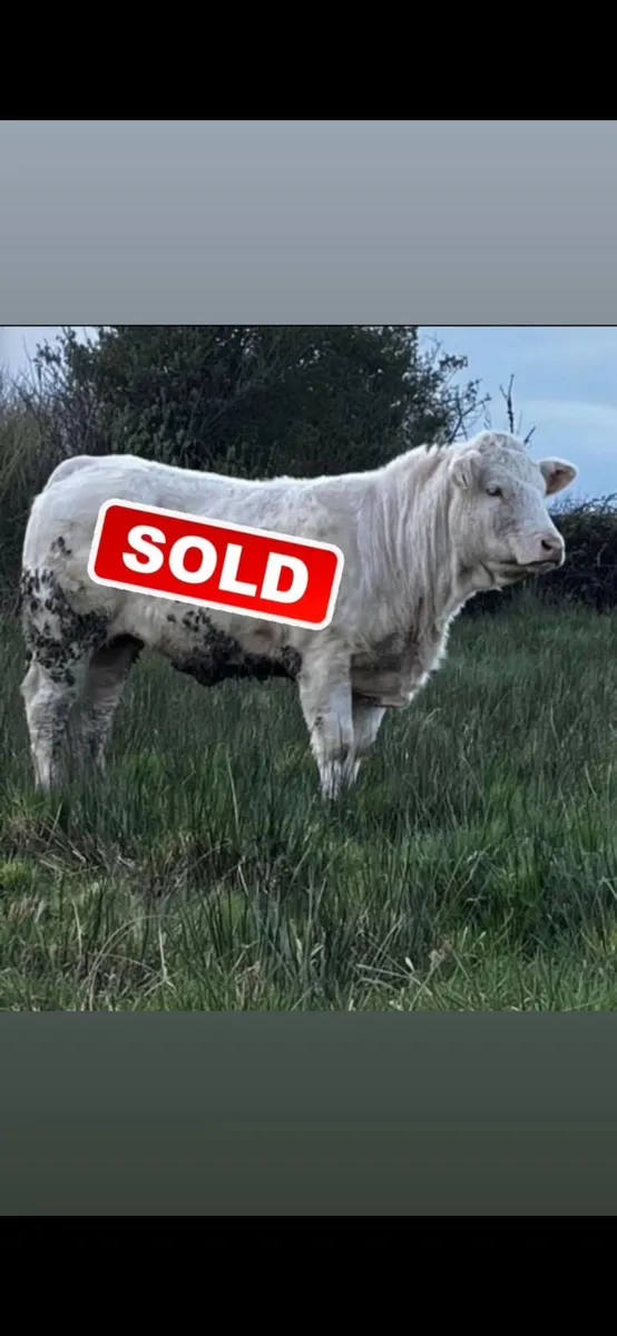 Pedigree Charolais Heifer