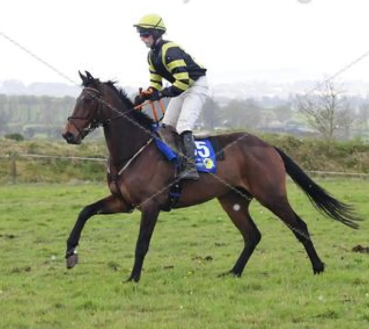 Affinisea 4yo gelding - Image 1