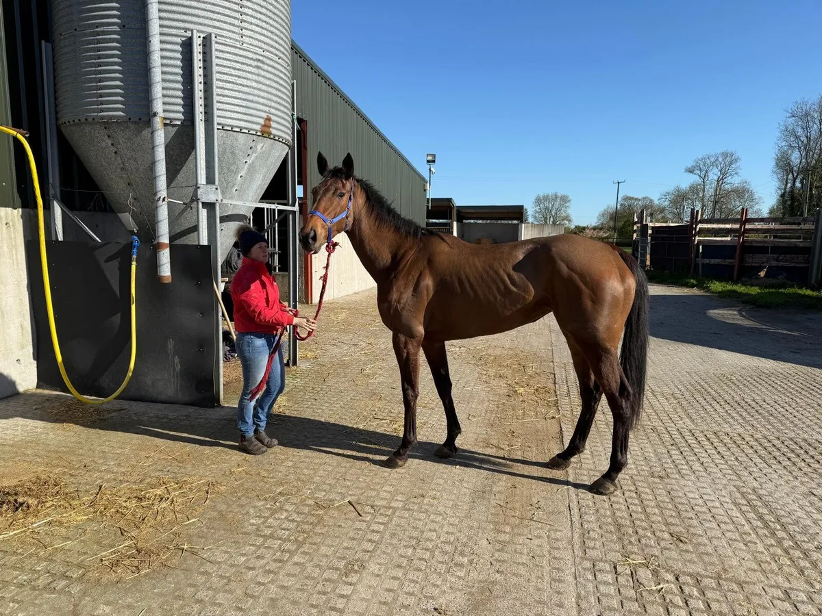 Affinisea 4yo gelding - Image 2