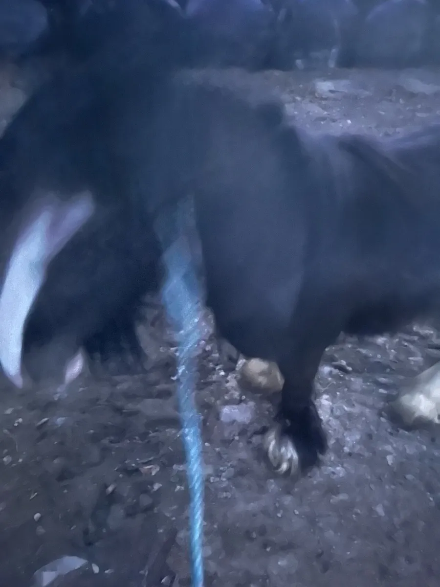 Small heavy stallion ideal teaser - Image 1