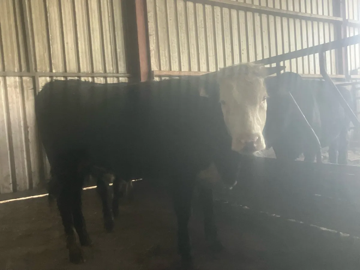 2 Herford Yearling Heifer’s - Image 4