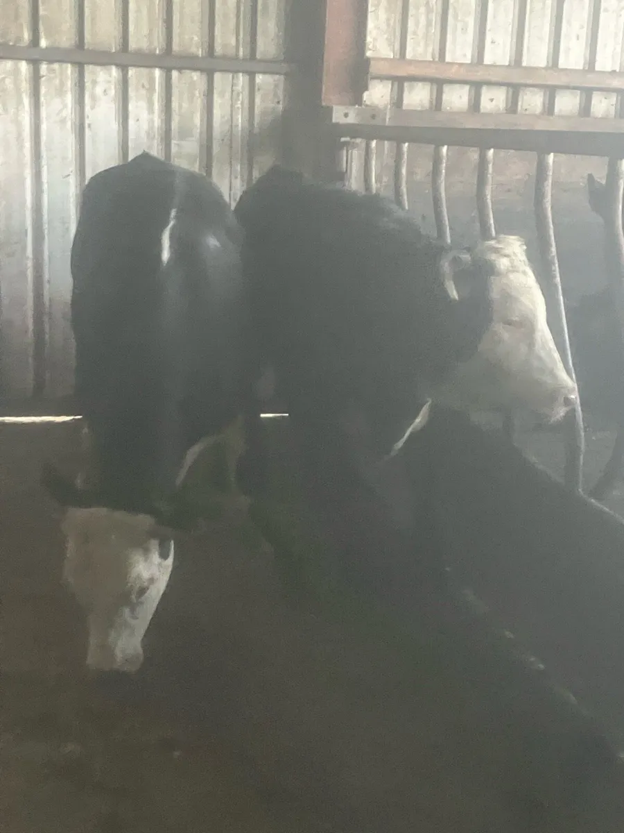 2 Herford Yearling Heifer’s - Image 1